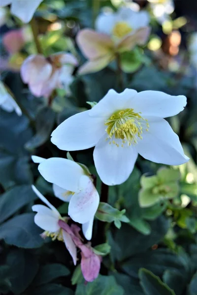 Blooming white christmas rose