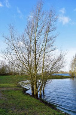 Çimenli, mavi gökyüzü ve bulutlu yüksek sularda çıplak ağaçlar.