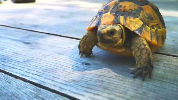 Turtle Walking Wild Nature Animals — Stock Video