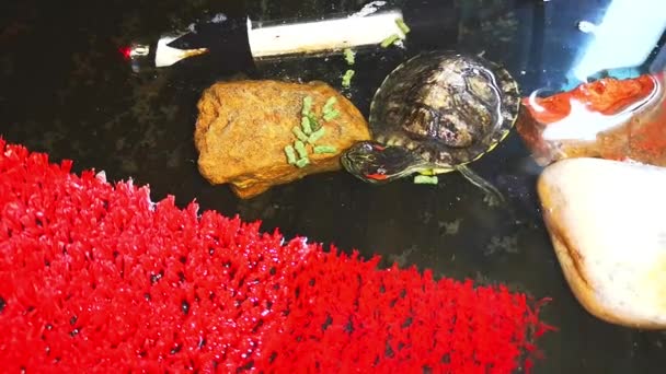 Черепаха Ест Пищу Аквариуме — стоковое видео