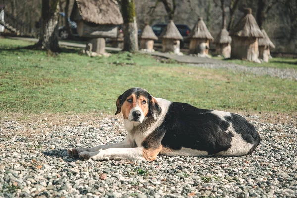 Köpek güneşli bir bahar gününde dinleniyor.