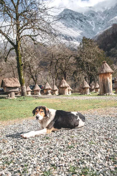 Manzaralı dağlar ve köpek manzarası 