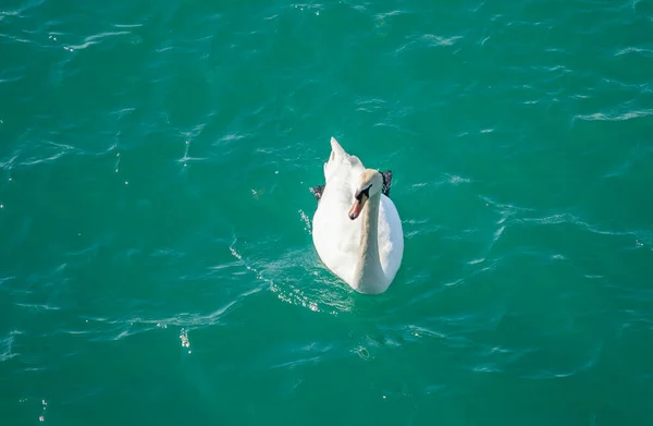 white swan swims in the azure sea