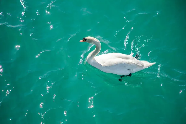 white swan swims in the azure sea
