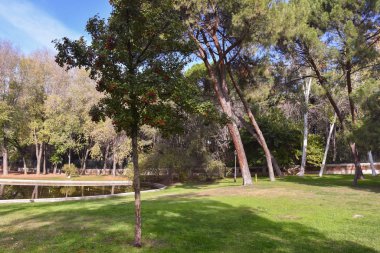 İspanya Zaragoza gölünün kıyısında yetişen dağ külleri.