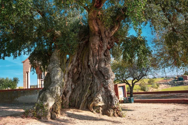 Ogromna Zielona Olive Zaragoza Hiszpania — Zdjęcie stockowe
