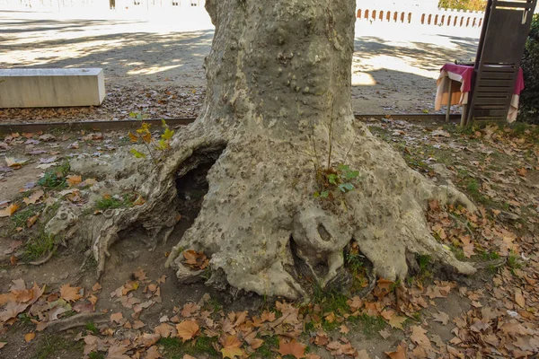 Raízes incomuns de uma árvore grande e folhagem amarelada em Aranjuez S — Fotografia de Stock