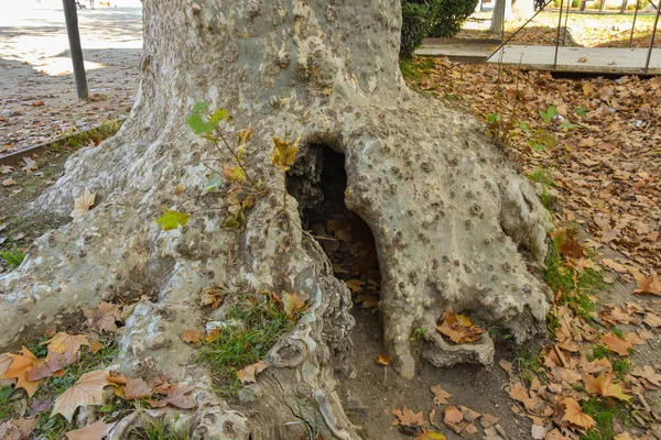 Ongebruikelijke wortels van een grote boom en geelgroen in Aranjuez S — Stockfoto