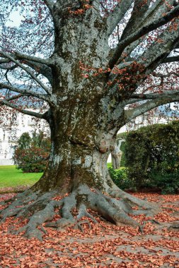 La Granja de San Ilde Kraliyet Bahçeleri