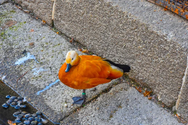 Mooie oranje eend bij de vijver — Stockfoto