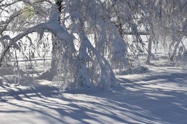Snow on trees in cold winter