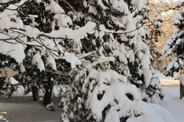 Snow on trees in cold winter