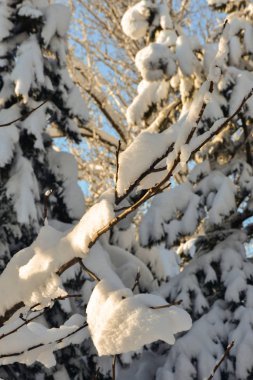 Snow on trees in cold winter