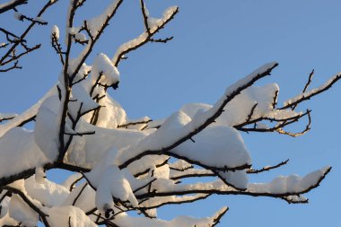 Snow on trees in cold winter