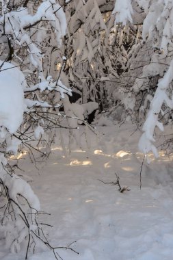 Snow on trees in cold winter