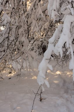 Snow on trees in cold winter