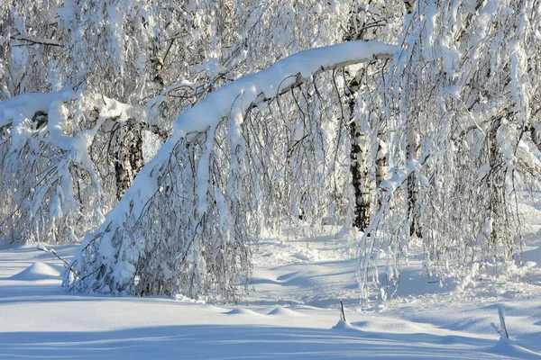 Neve em árvores no inverno frio — Fotografia de Stock