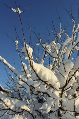 Snow on trees in cold winter