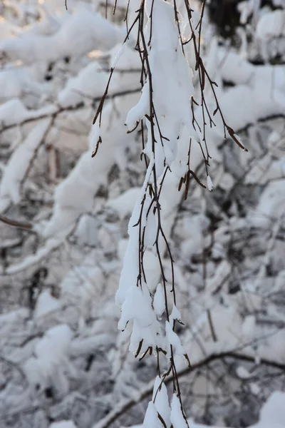 Neige sur les arbres en hiver froid — Photo