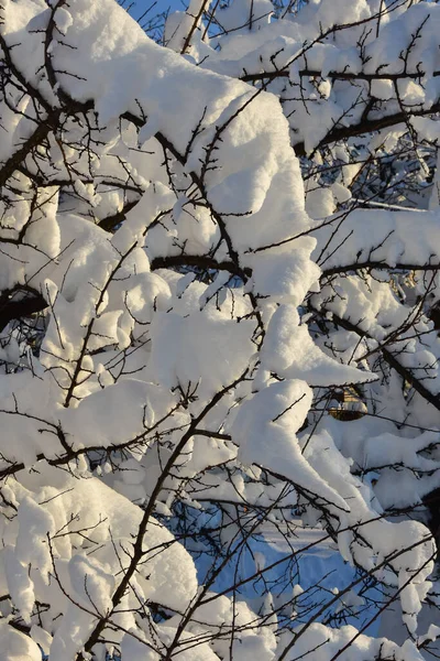 Schnee auf Bäumen im kalten Winter — Stockfoto