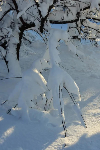 Schnee auf Bäumen im kalten Winter — Stockfoto