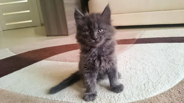 Gatinho cinza bonito com uma cauda longa — Fotografia de Stock