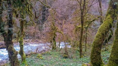 Bir dağın yosunlarıyla kaplanmış taşlar ve ağaçlar. 
