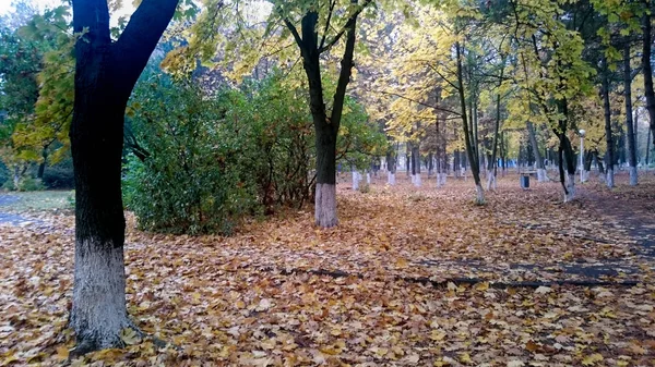 Прогулка в старом парке, усыпанном желтыми осенними листьями — стоковое фото