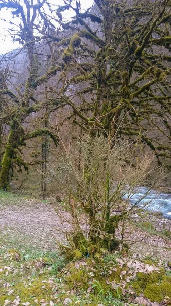 Piedras y árboles cubiertos de musgo en las orillas de una montaña — Foto de Stock