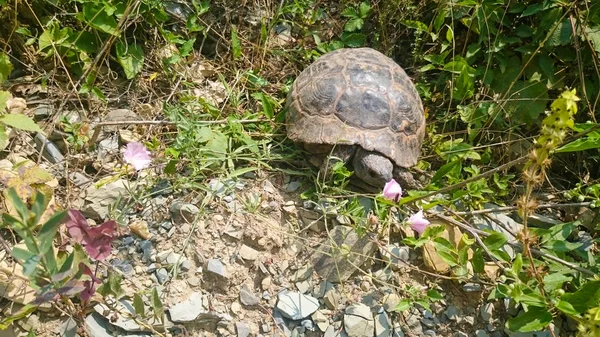 Braune Schildkröte im grünen Gras — Stockfoto