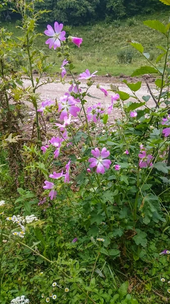 Rosa Blüten mit grünen Blättern — Stockfoto