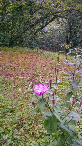 Pink flowers with green leaves — Stock Photo, Image