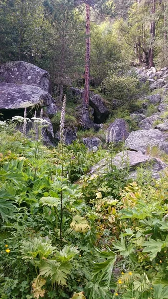 Камені в гірському лісі серед високої трави — стокове фото