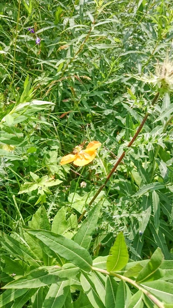 Gelbe Blumen auf grünem Gras — Stockfoto