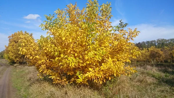 Arbusto con foglie verdi gialle rosse nella foresta — Foto Stock