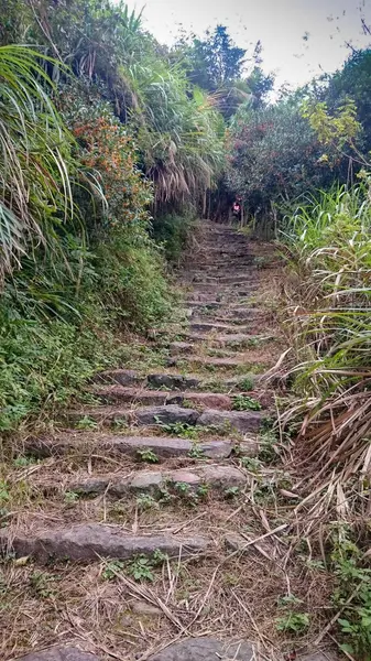 Caminho na floresta selvagem — Fotografia de Stock