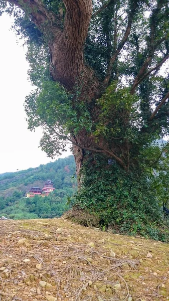 Et stort tre på bakgrunn av et buddhistisk tempel på et kinesisk – stockfoto