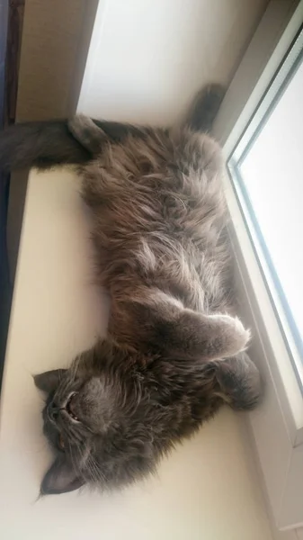 Brutale kat slaapt op een vensterbank op zijn rug met gevouwen benen — Stockfoto