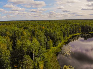Fotoğraf Rusya 'nın Kostroma bölgesindeki Taiga' daki sihirli bir gölün dört ayaklısından.