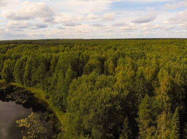 Fotoğraf Rusya 'nın Kostroma bölgesindeki Taiga' daki sihirli bir gölün dört ayaklısından.