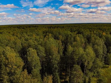 Fotoğraf, Rusya 'nın Kostroma bölgesindeki sihirli bir tayganın dörtlüsünden.