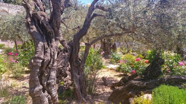 Gethsemane gardens at the foot of the Mount of Olives in Jerusalem