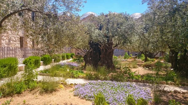 Gethsemane Gardens Foot Mount Olives Jerusalem — Stock Photo, Image