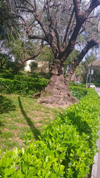 Beautiful Park Tropical Trees Shrubbery — Stok fotoğraf