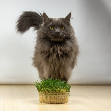 Büyük gri kedi karantinada vitaminli sağlıklı ot yemek istemiyor.