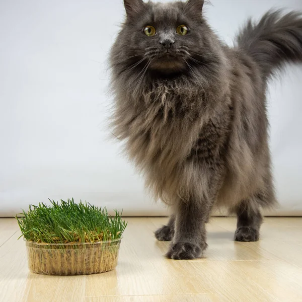 Grande Gato Cinza Não Quer Comer Grama Saudável Com Vitaminas — Fotografia de Stock