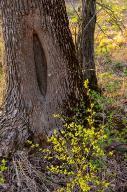 Ormandaki kökleri oyulmuş yaşlı bir ağaç.