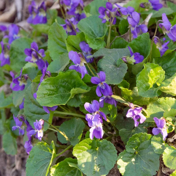Прекрасні Весняні Бузкові Квіти Невелика Глибина Різкості Зелене Листя — стокове фото