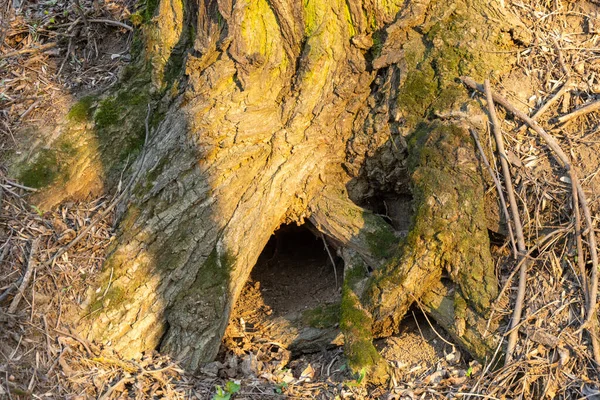 Alter Baum Mit Einer Vertiefung Den Wurzeln Wald — Stockfoto