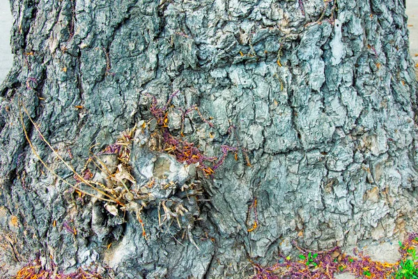 Velký Starý Neobvyklý Strom — Stock fotografie